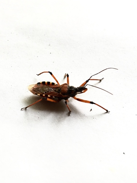 Rhynocoris iracundus - közönséges gyilkospoloska