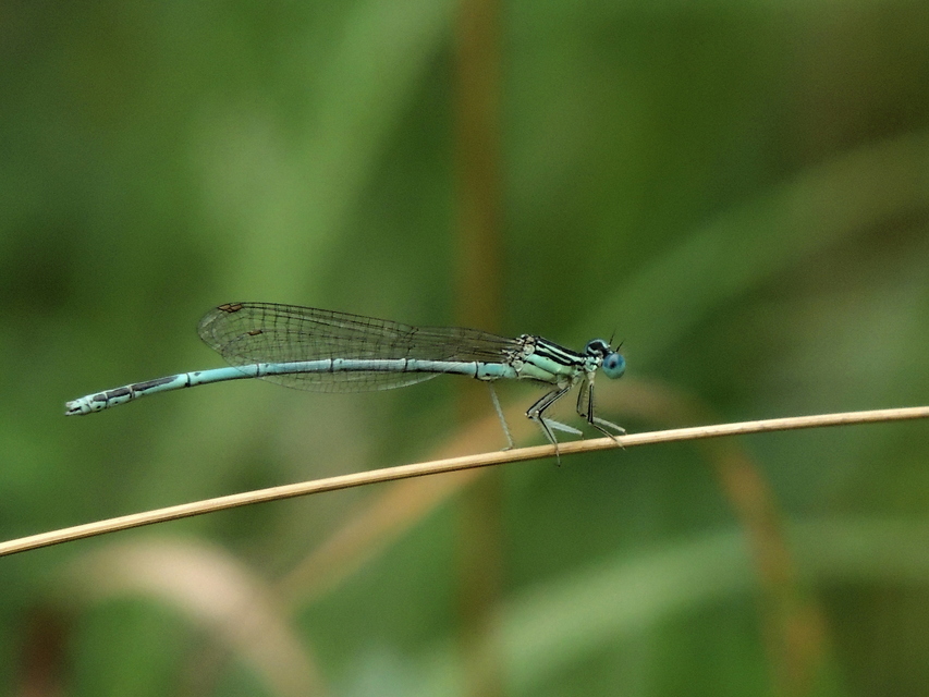 Platycnemis pennipes - széleslábú szitakötő