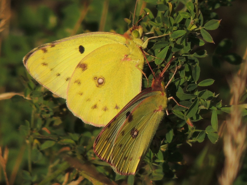 Colias hyale/alfacariensis
