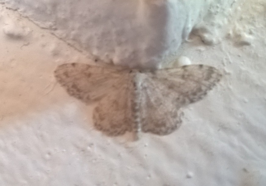 Scopula marginepunctata - pettyes sávosaraszoló