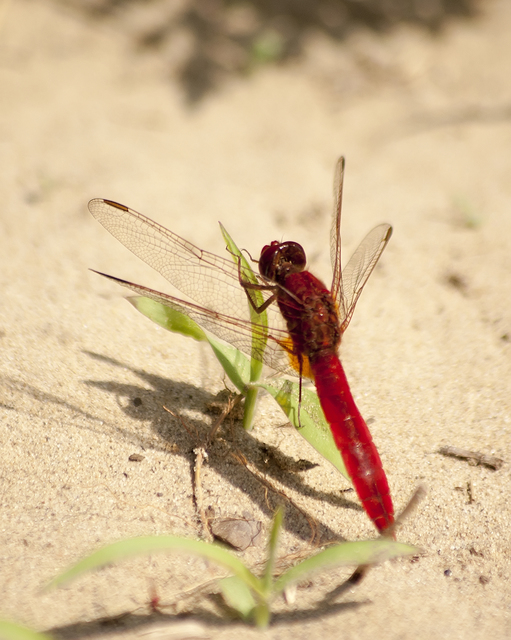 Crocothemis erythraea - skarlát szitakötő