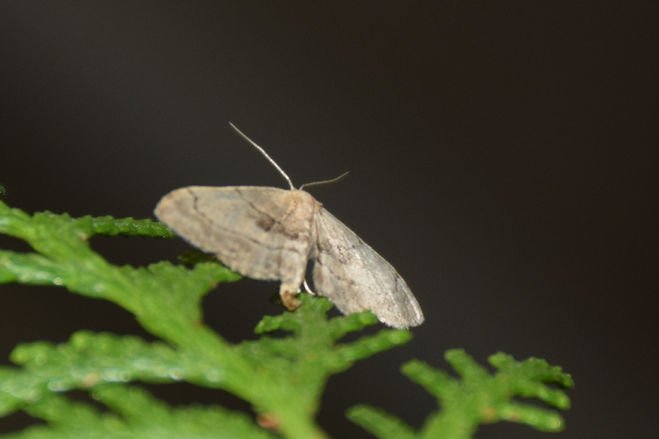 Idaea laevigata - sötétfoltos apróaraszoló