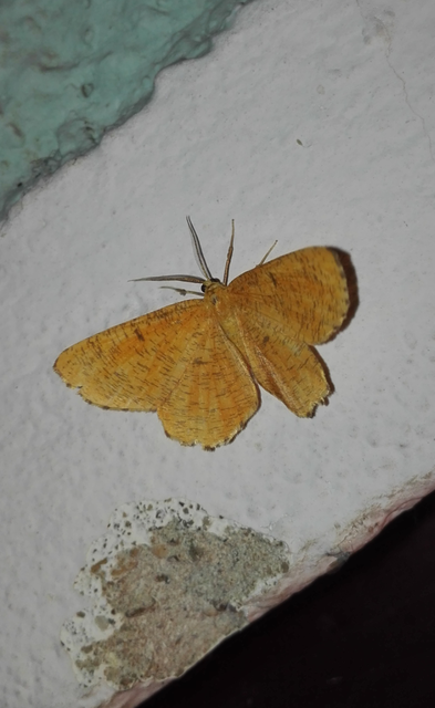 Angerona prunaria - sárga kökényaraszoló