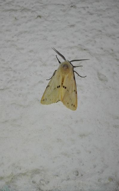 Spilarctia lutea - sárgás medvelepke