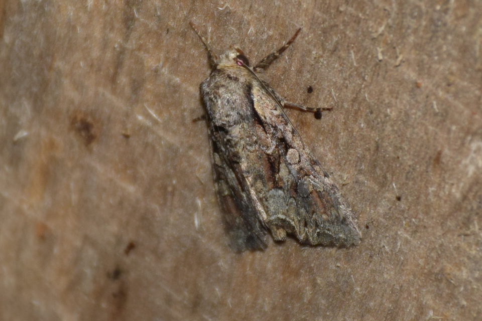 Lacanobia thalassina - borbolya-kertibagoly
