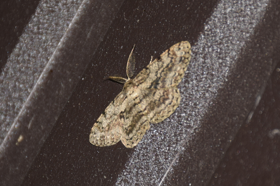Hypomecis roboraria - nagy tölgyfaaraszoló