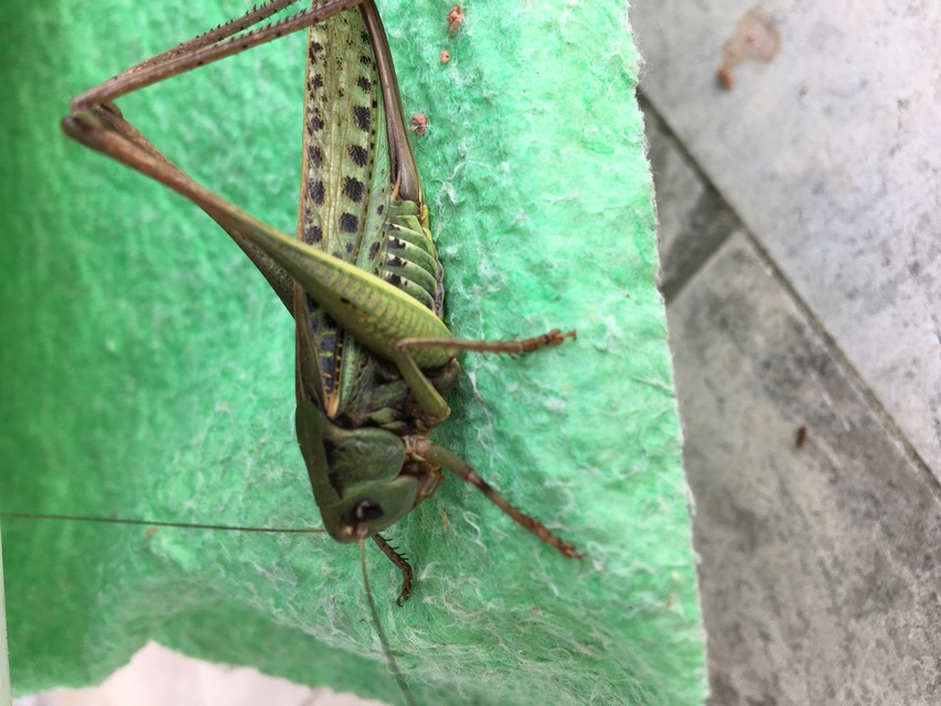Decticus verrucivorus - szemölcsevő szöcske