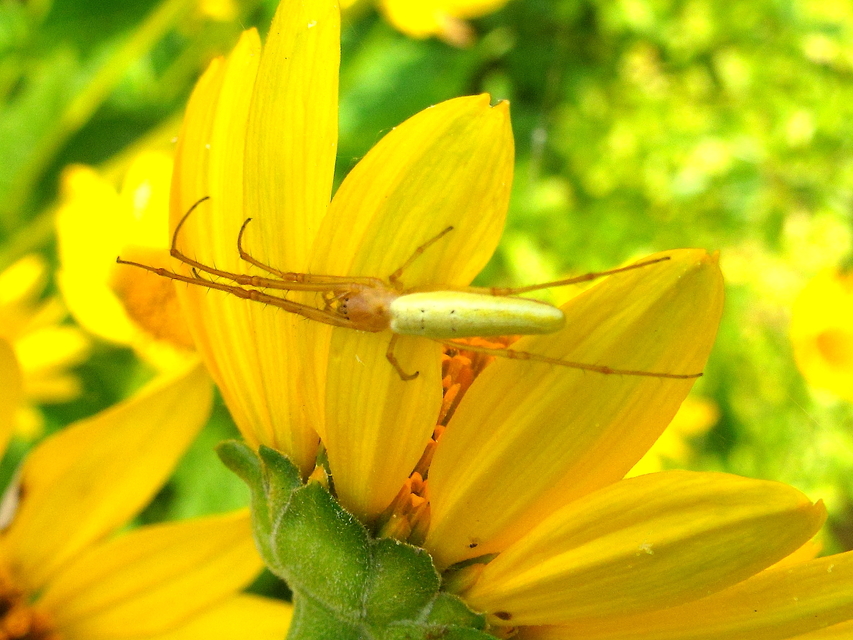 Tetragnatha