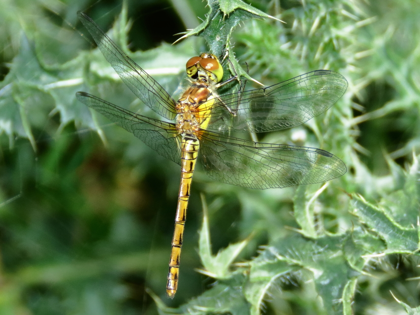 Sympetrum striolatum - harántsávos katona-szitakötő