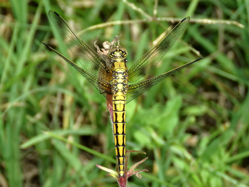Orthetrum cancellatum - feketefarkú pásztorszitakötő