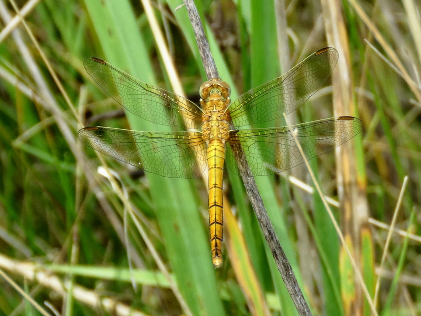 Orthetrum coerulescens - karcsú pásztorszitakötő