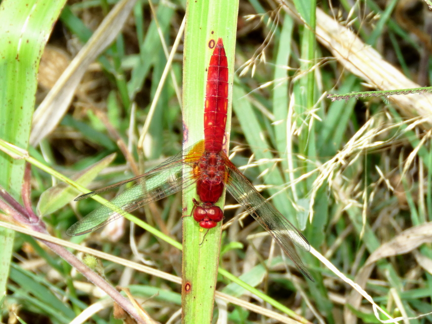 Crocothemis erythraea - skarlát szitakötő