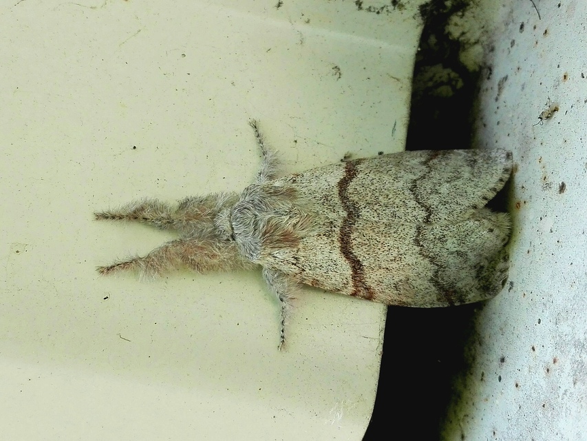 Calliteara pudibunda - hamvasszövő