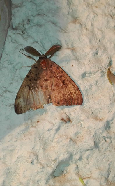 Lymantria dispar - gyapjaslepke