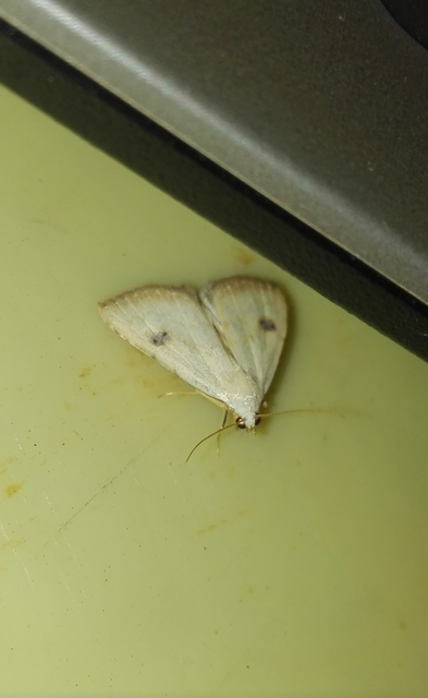 Rivula sericealis - selymes lórombagoly