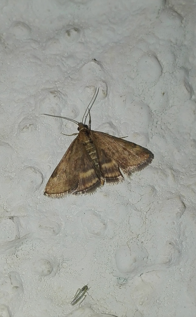 Pyrausta despicata - réti bíbormoly