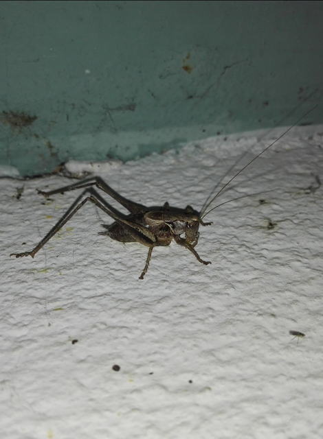 Pholidoptera griseoaptera - szürke avarszöcske