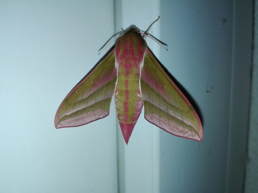 Deilephila elpenor - szőlőszender