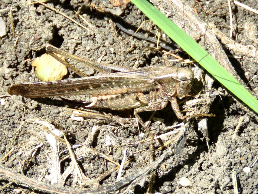 Platycleis grisea - szürke rétiszöcske