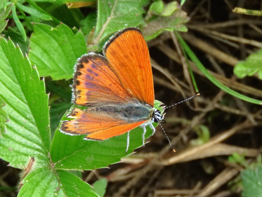 Lycaena thersamon - kis tűzlepke