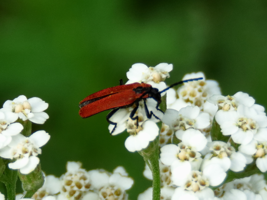 Lygistopterus sanguineus - vérbogár