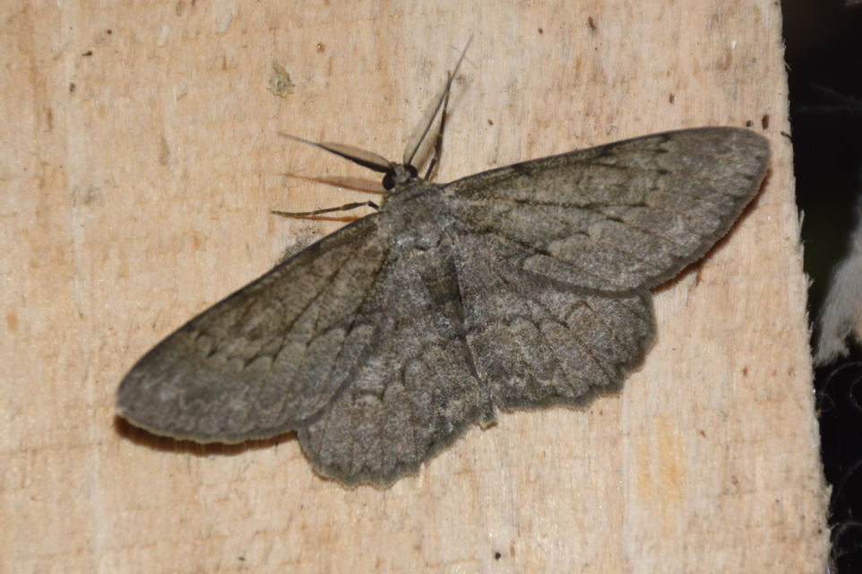 Hypomecis punctinalis - pettyes faaraszoló