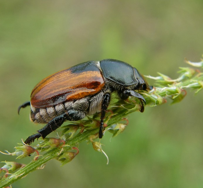 Anisoplia austriaca - osztrák szipoly