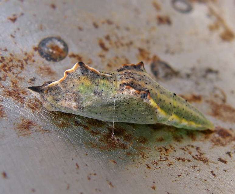 Pontia edusa - rezedalepke