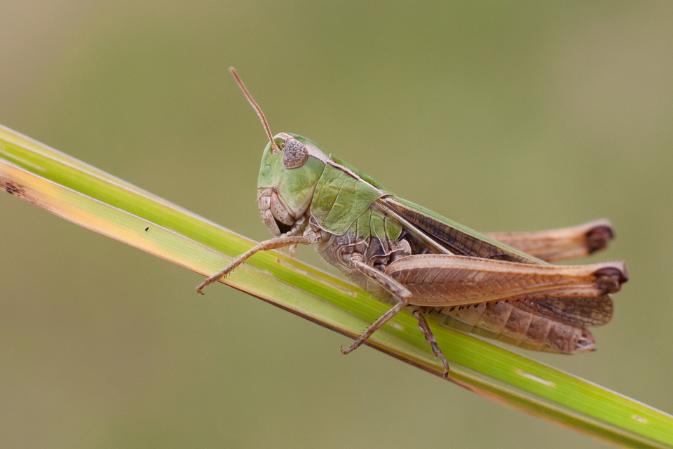 Stenobothrus lineatus - jajgató rétisáska