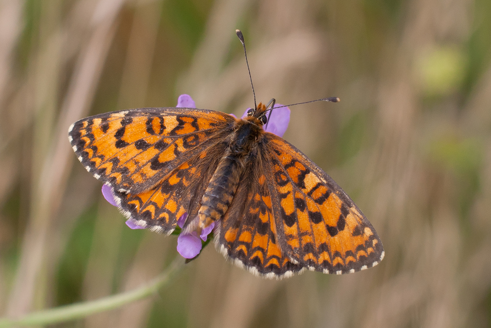 Melitaea trivia - kis tarkalepke