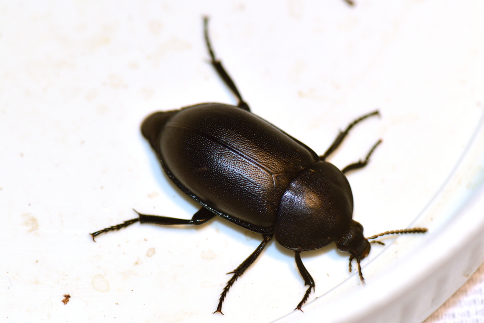 Ablattaria laevigata - sima csigarabló
