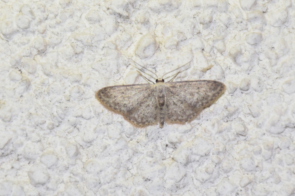 Idaea seriata - szürke apróaraszoló
