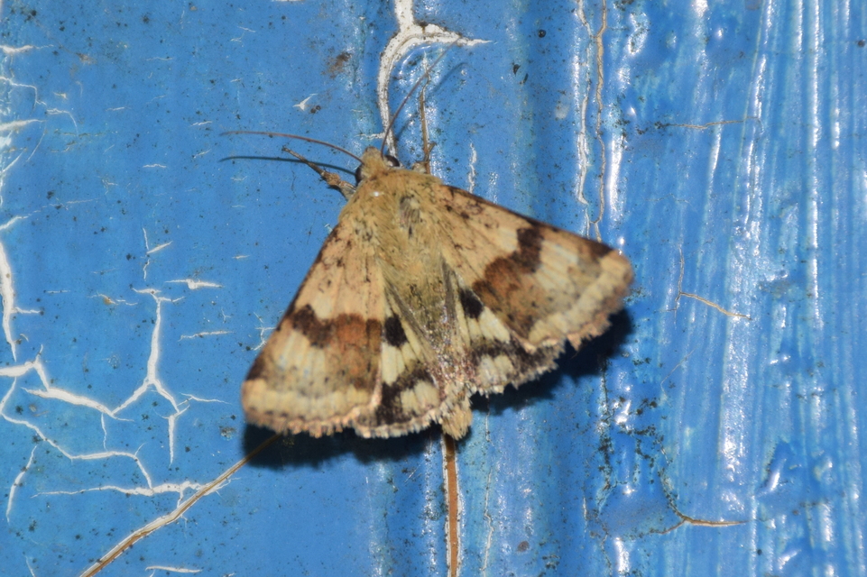 Heliothis viriplaca - mácsonyabagoly