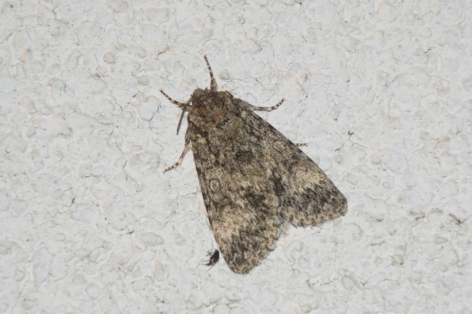 Acronicta megacephala - nagyfejű szigonyosbagoly