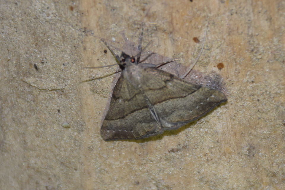 Hypena proboscidalis - ormányos karcsúbagoly