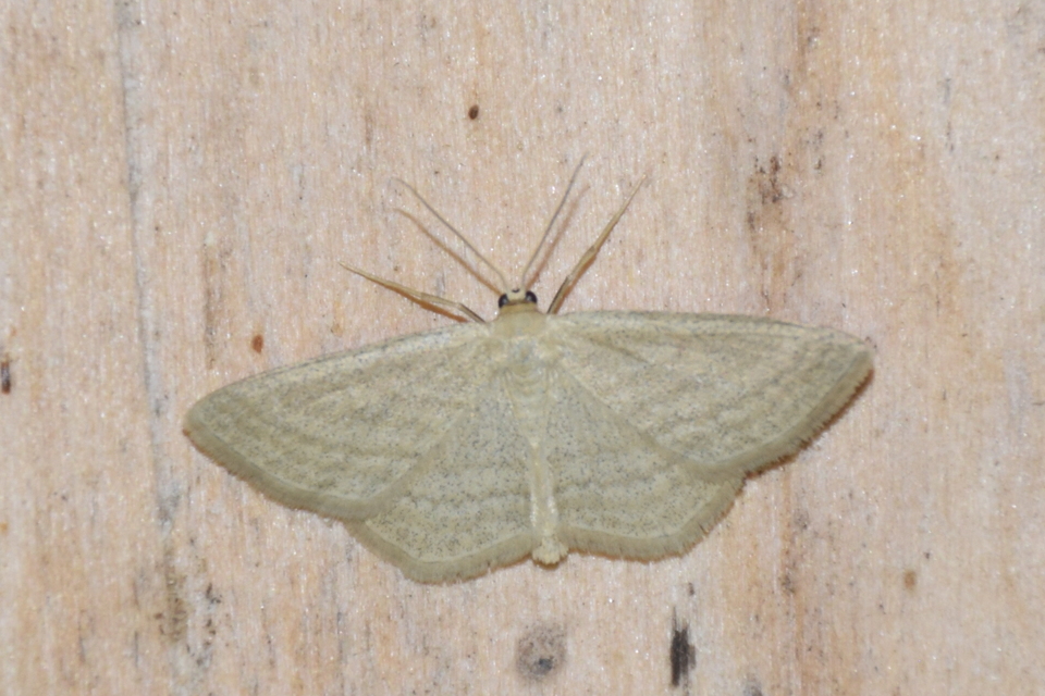 Scopula virgulata - vesszős sávosaraszoló