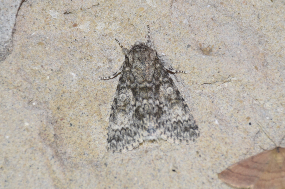 Acronicta megacephala - nagyfejű szigonyosbagoly