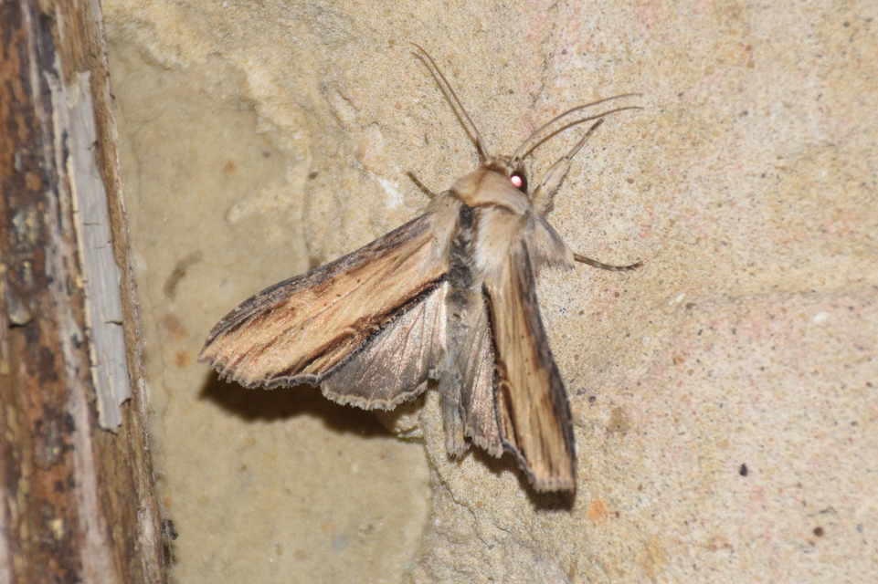 Shargacucullia