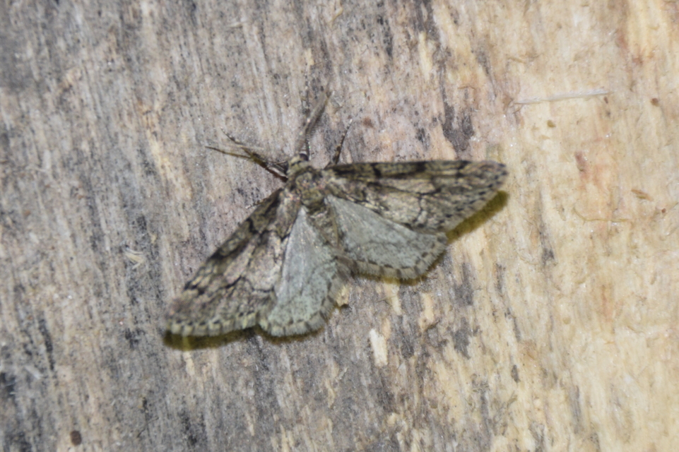 Tephronia sepiaria - zuzmóaraszoló