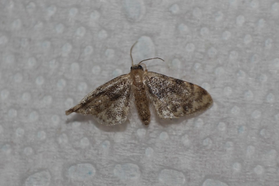 Idaea inquinata - mintás apróaraszoló