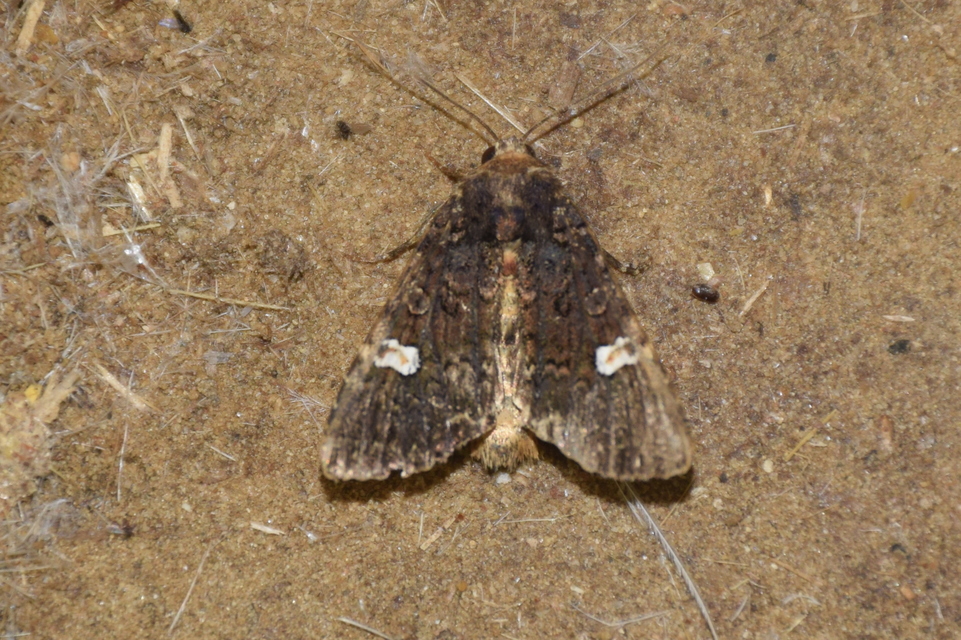 Melanchra persicariae - fehérfoltos kertibagoly