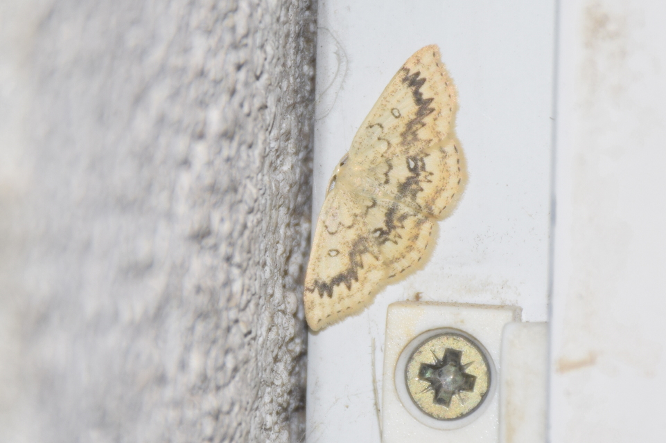 Cyclophora annularia - gyűrűs pettyesaraszoló