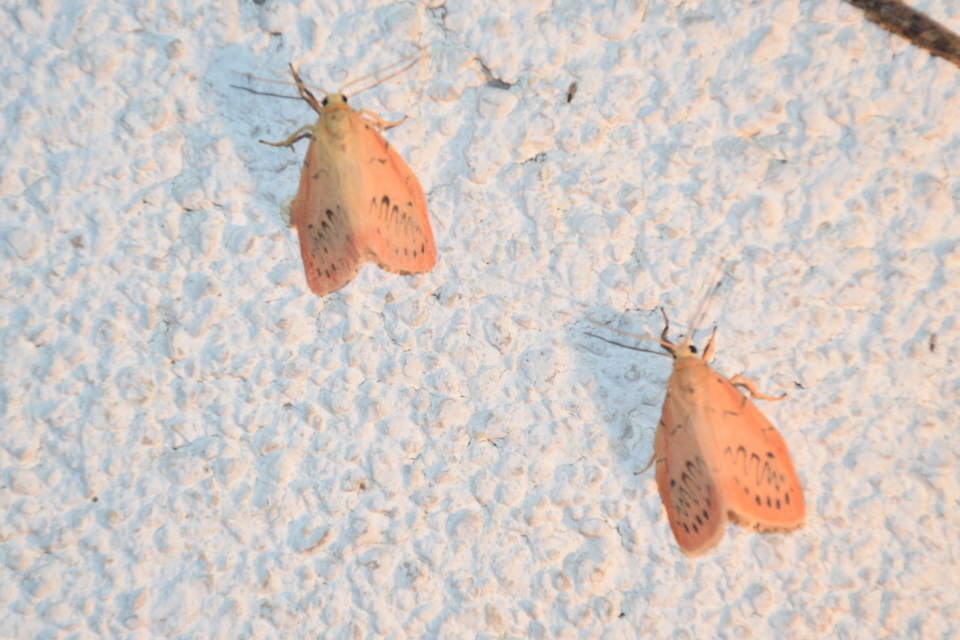 Miltochrista miniata - piros medvelepke