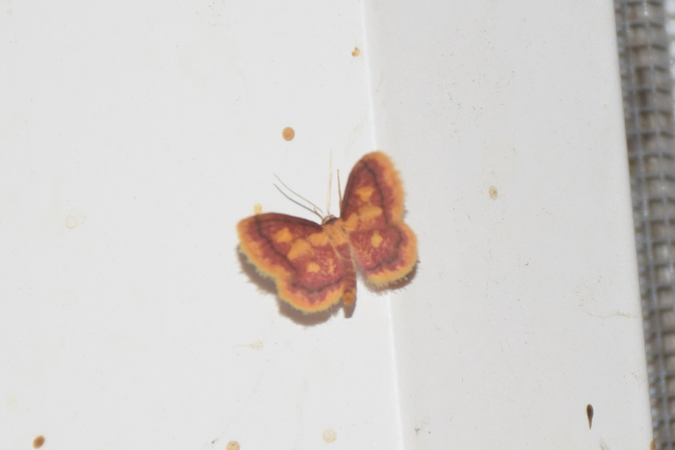 Idaea muricata - mocsári pirosaraszoló