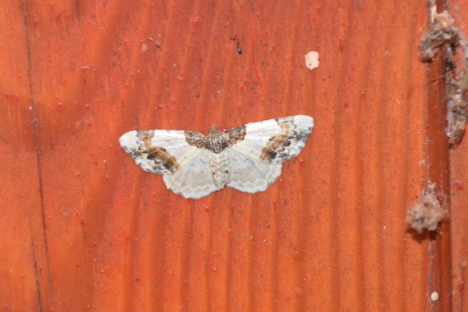 Ligdia adustata - barna levélaraszoló
