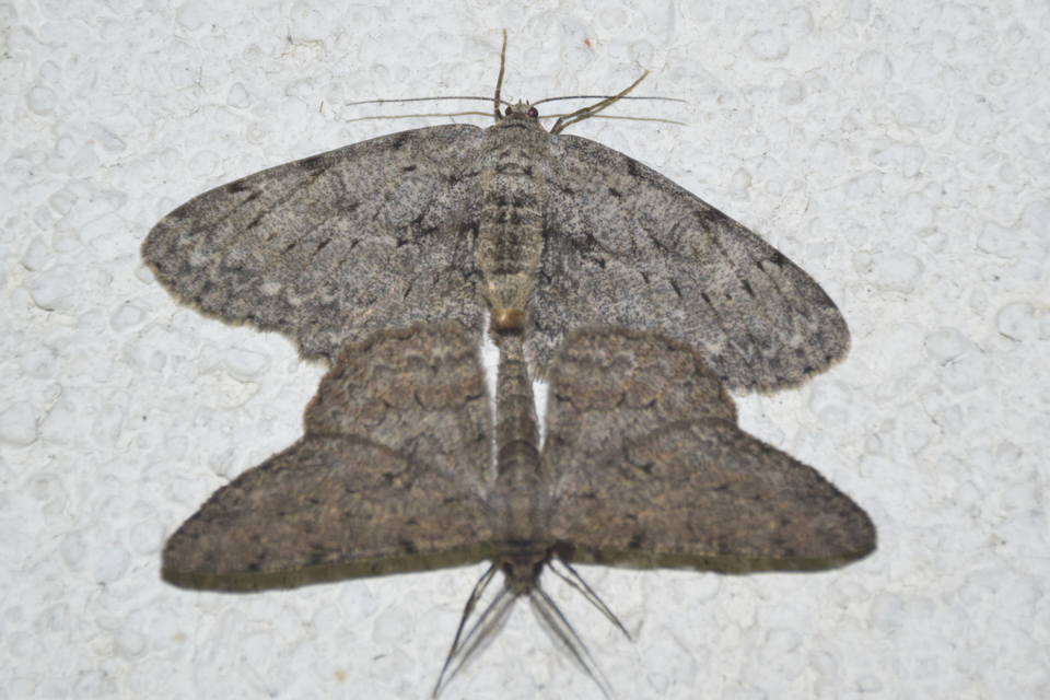 Hypomecis punctinalis - pettyes faaraszoló