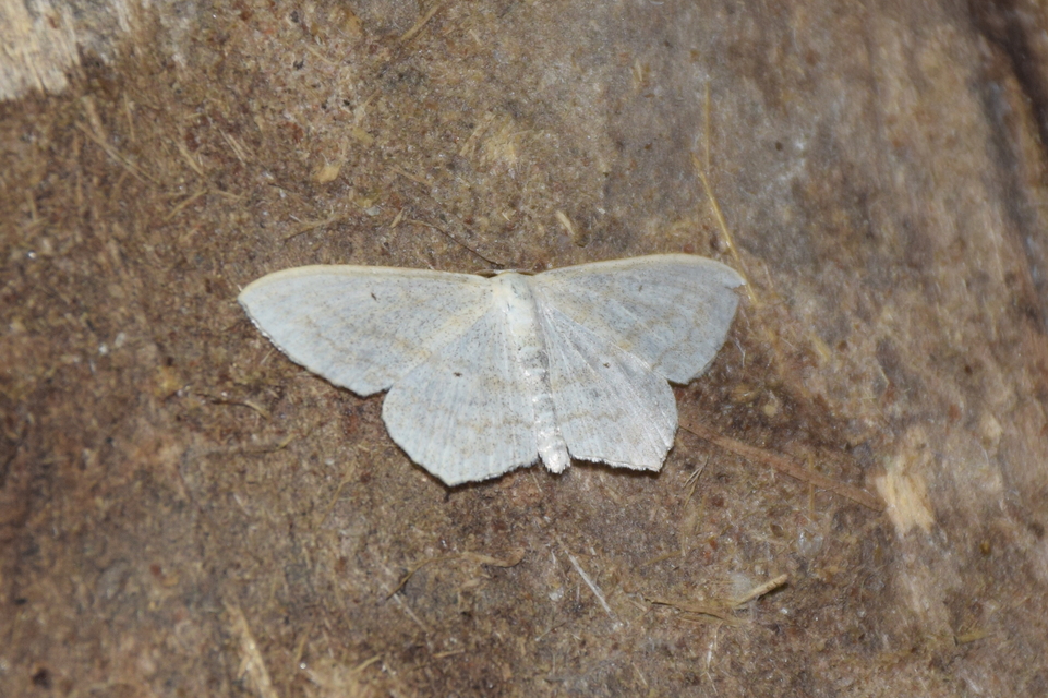 Scopula nigropunctata - feketepettyes araszoló