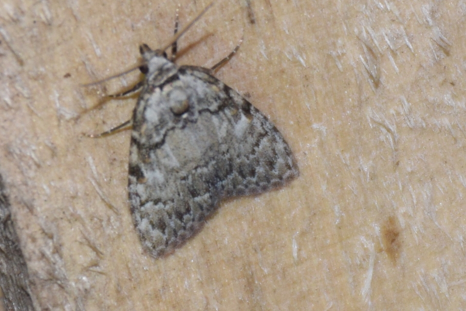 Meganola strigula - hamvas pamacsosszövő