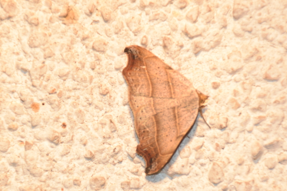 Laspeyria flexula - zuzmóbagoly