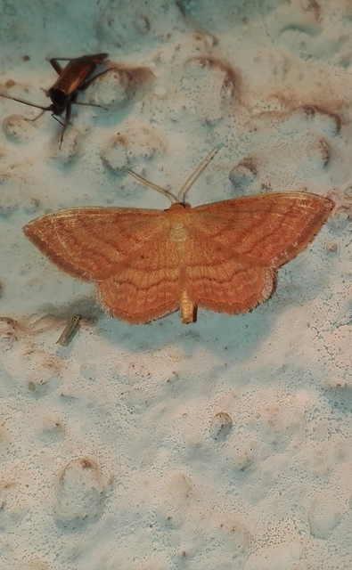 Idaea ochrata - okkerszínű sávosaraszoló